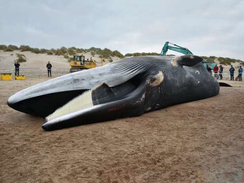 Japón permitirá cazar ballenas de aleta