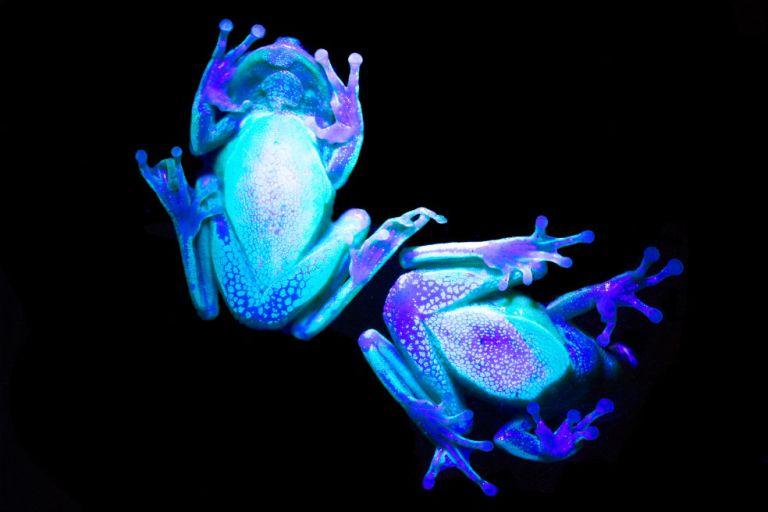 El paraíso de biodiversidad oculto en el Caguán