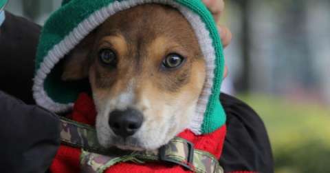 Bogotá le apuesta al cuidado animal: jornada de vacunación y tenencia responsable
