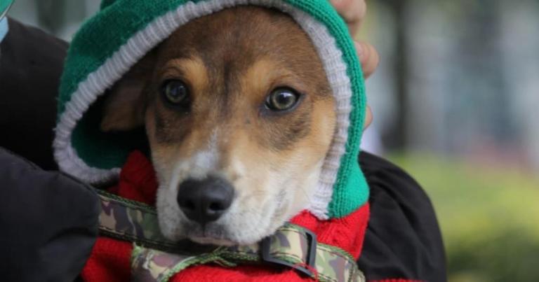 Todo lo que debe saber para denunciar casos de maltrato animal en Bogotá