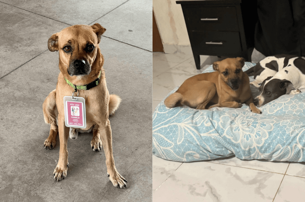 Canelo, el perrito supervisor de una estación de buses