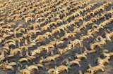 Encuentran más de 2.000 cabezas de carnero momificadas en Egipto