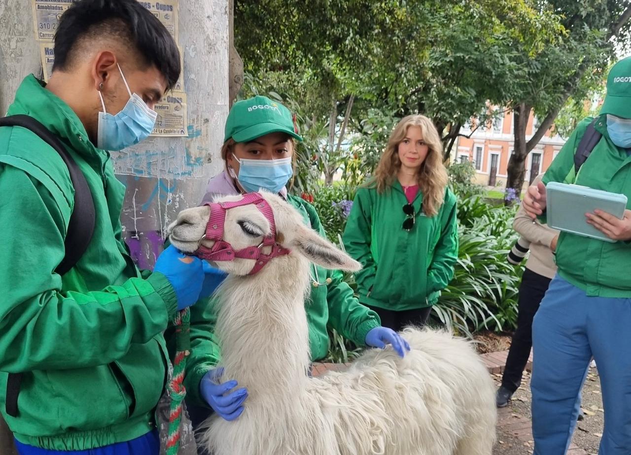 Llamas utilizadas para turismo en Bogotá: así buscan erradicar esta problemática