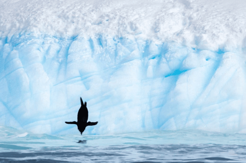 Galería: las increíbles ganadoras de un concurso de fotografías de aves
