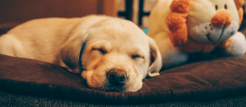 Las razón por la que su perro se acuesta en frente de la puerta de su casa
