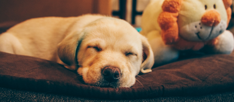 Razas de perros: esta es la que más duerme