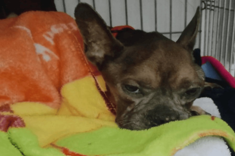 Perrita rescatada