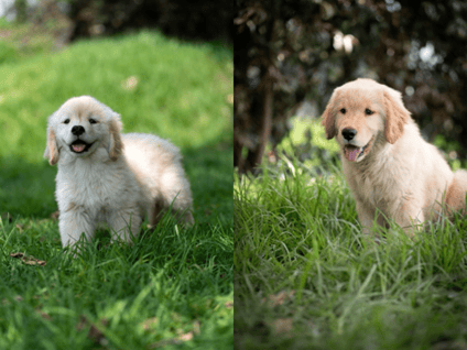 El pasado 11 de marzo, Menta y Poll, dos cachorros golden retriever, ingresaron, felices y campantes, a La Casa de los Famosos, reality del Canal RCN.