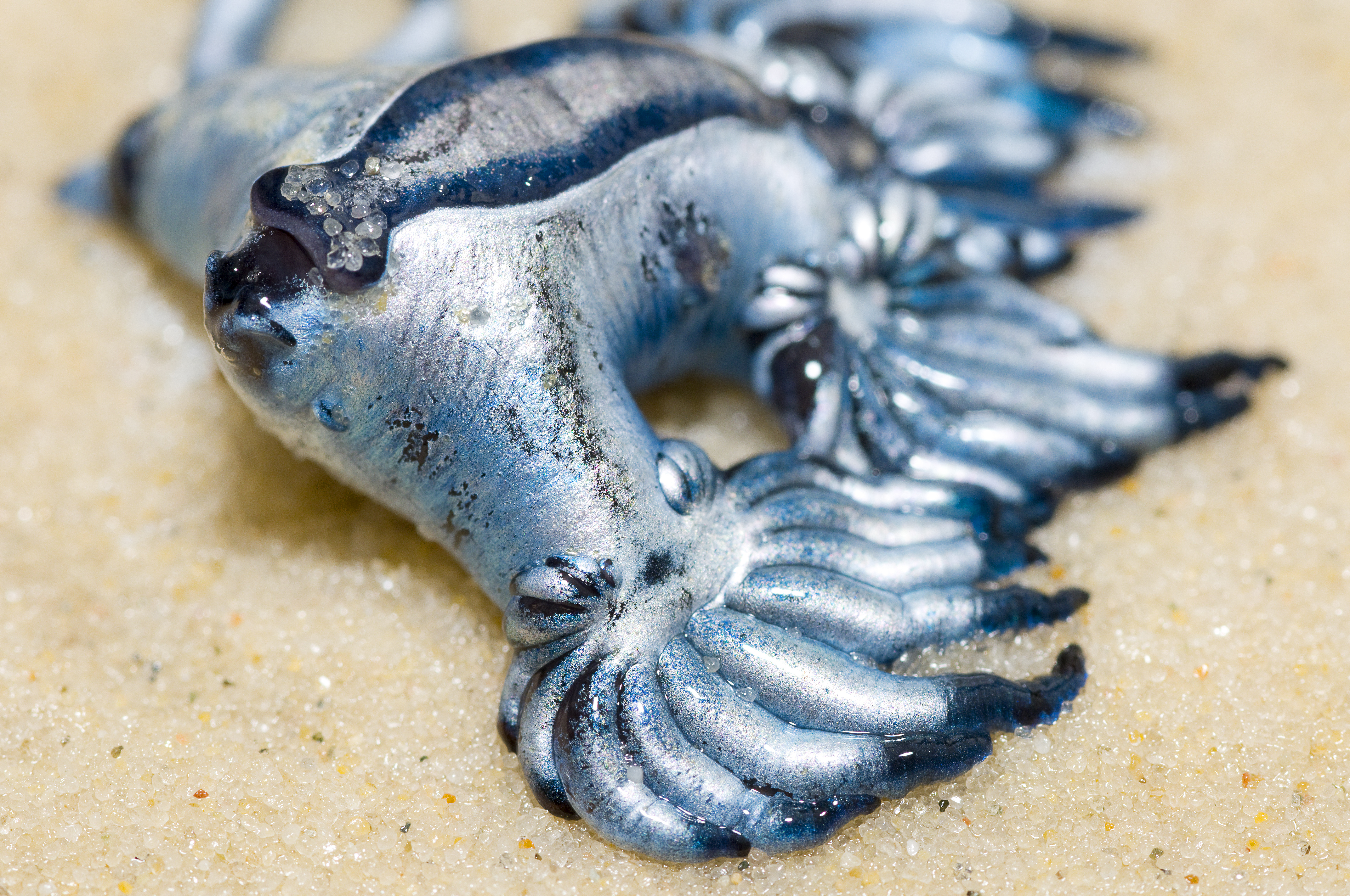 Este es un dragón azul, el animal encontrado en playas españolas.