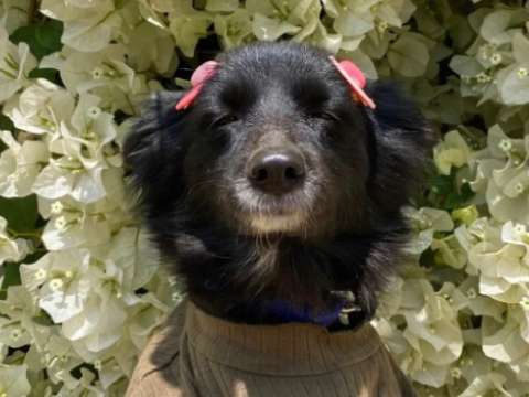 Ella es Kalli, la perrita viral que parece sonreír todo el tiempo y ama oler buganvillas