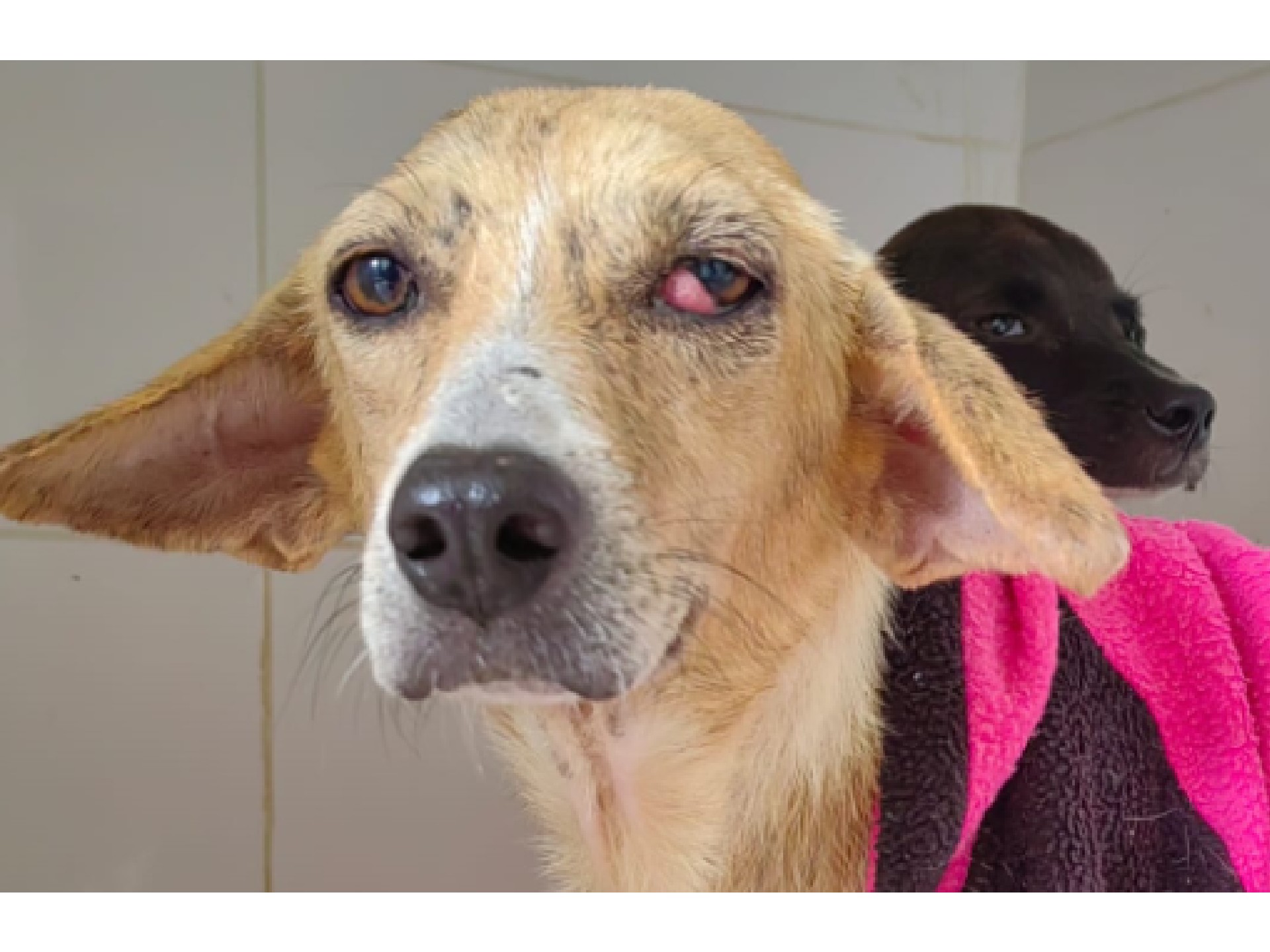 Las imágenes compartidas por la organización muestran un cambio evidente que simboliza el proceso de recuperación que atraviesan los animales rescatados.