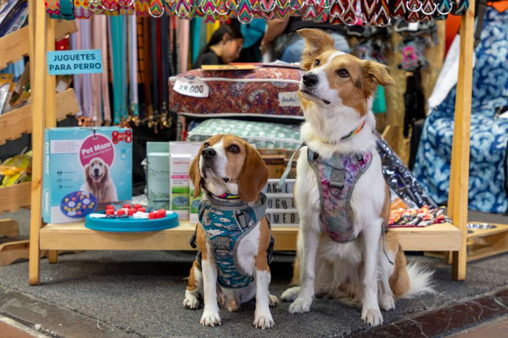 “El 83% de los antioqueños tiene mascotas”: Expopet se realiza por primera vez en Medellín
