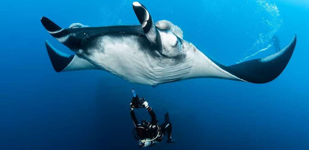 La técnica de ultrasonido no requiere del contacto físico con el animal.