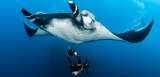 En vídeo: así se ve el ultrasonido a una mantaraya gigante embarazada en el océano