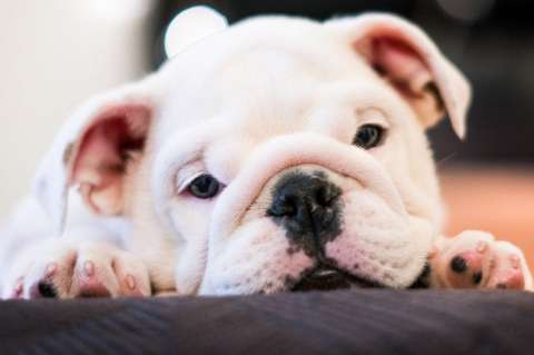 Perro: esta es la causa por la que tu mascota llora cuando te ve
