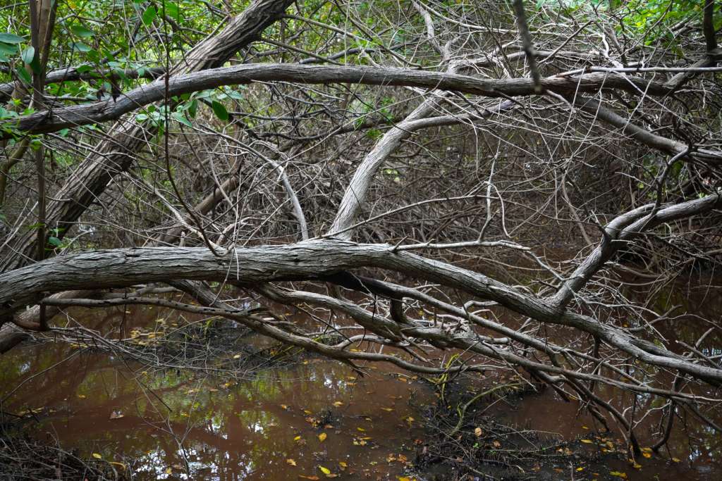 Manglar