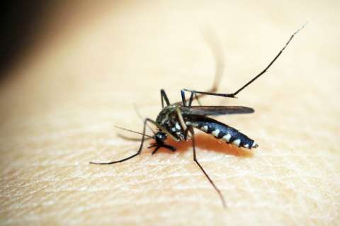 Malaria, una enfermedad que empeora en embarazadas