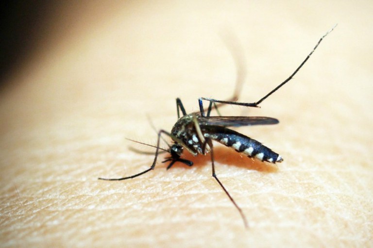 Malaria, una enfermedad que empeora en embarazadas
