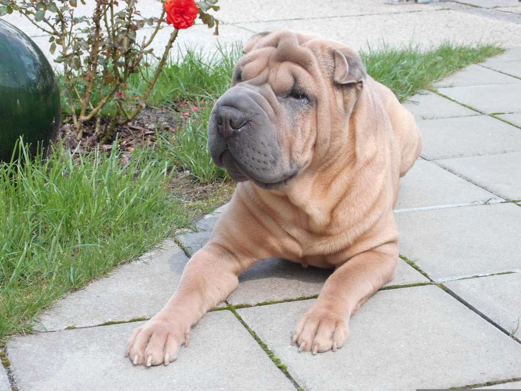 Shar Pei significa piel de arena en chino.