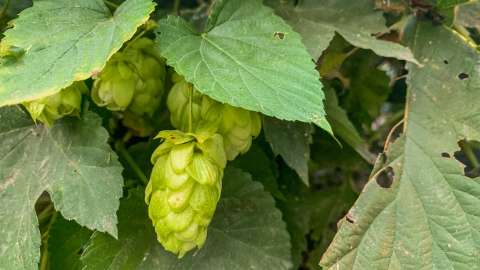 Lúpulo, la planta de la cerveza: para qué sirve y otros usos