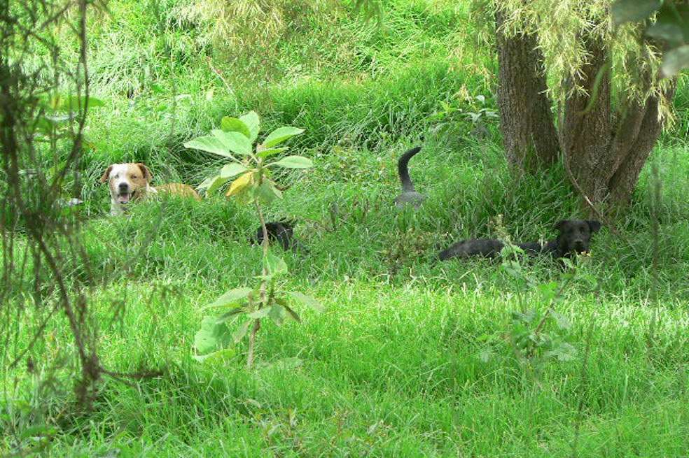 Jauría estudiada en La ConejeraAndrés Felipe García-Londoño/Fundación BioethosGarcía-Londoño explica que existen perros semi ferales en todos los humedales de Bogotá y en los cerros orientales de la ciudad. Pero este fenómeno también afecta el área protegida más importante para el abastecimiento de agua de la ciudad: el Parque Nacional Natural Chingaza, donde se pueden encontrar perros totalmente ferales. “Son extremadamente raros los casos de ataques a humanos. Pero estos perros pueden causar problemas de salud pública, ya que no tienen vacunas ni están desparasitados, por lo que pueden ser portadores de enfermedades”. Según él, el riesgo más grande de estos perros es a la fauna y flora de estos ecosistemas.