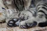Hallan más de 130 gatos en una furgoneta en California: 28 murieron por el calor