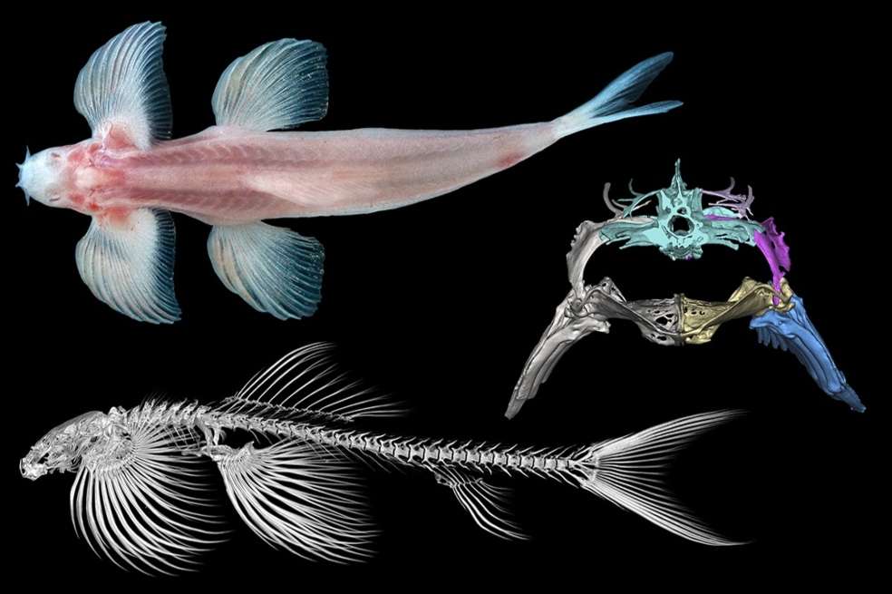 El equipo utilizó una tomografía computarizada y un análisis de ADN para rastrear la historia evolutiva de la familia de las lochas de torrente y descubrió que, en lugar de evolucionar desde un solo origen, una región pélvica robusta apareció varias veces en la familia de las lochas de torrente.