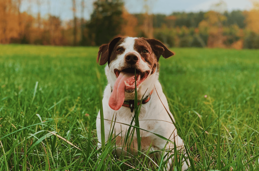 ¿Es malo que los perros coman pasto?