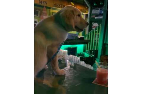 El cliente más tierno: cachorro conquista pidiendo “otra ronda” (video)