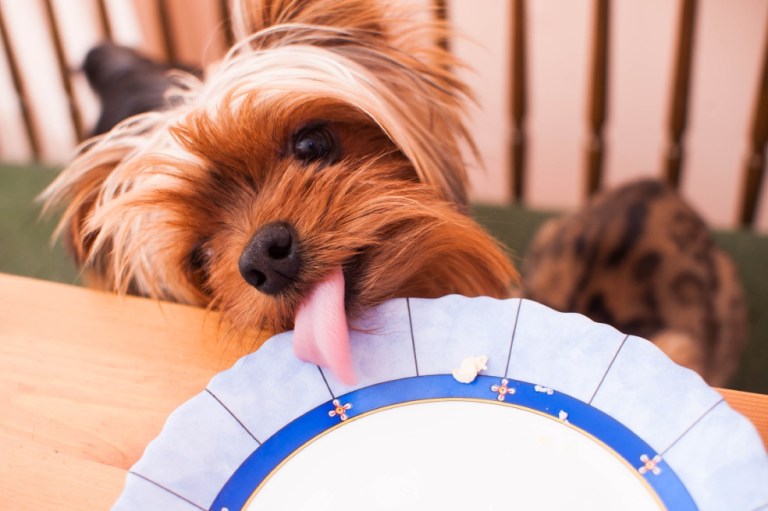 Tres razas de perros pequeños ¡Te enamorarás!