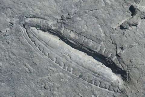 Fósil de 550 millones de años tendría rastros de la comida más antigua del mundo