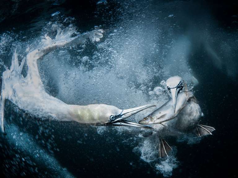 El premio mayor, así como el premio en efectivo de $1000, fueron otorgados a Tracey Lund del Reino Unido por su impresionante imagen de dos alcatraces bajo el agua en la costa de las Islas Shetland. /World Nature Photography Awards