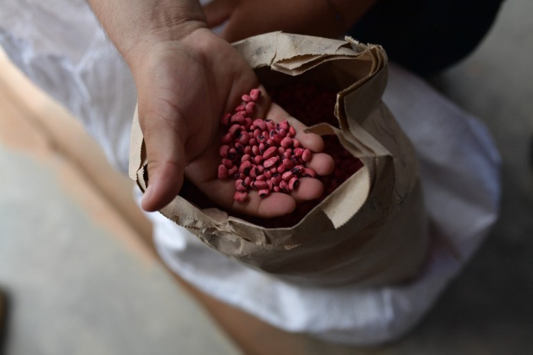 Entre lluvias y aranceles: la fragilidad del fríjol, un alimento que comemos con frecuencia