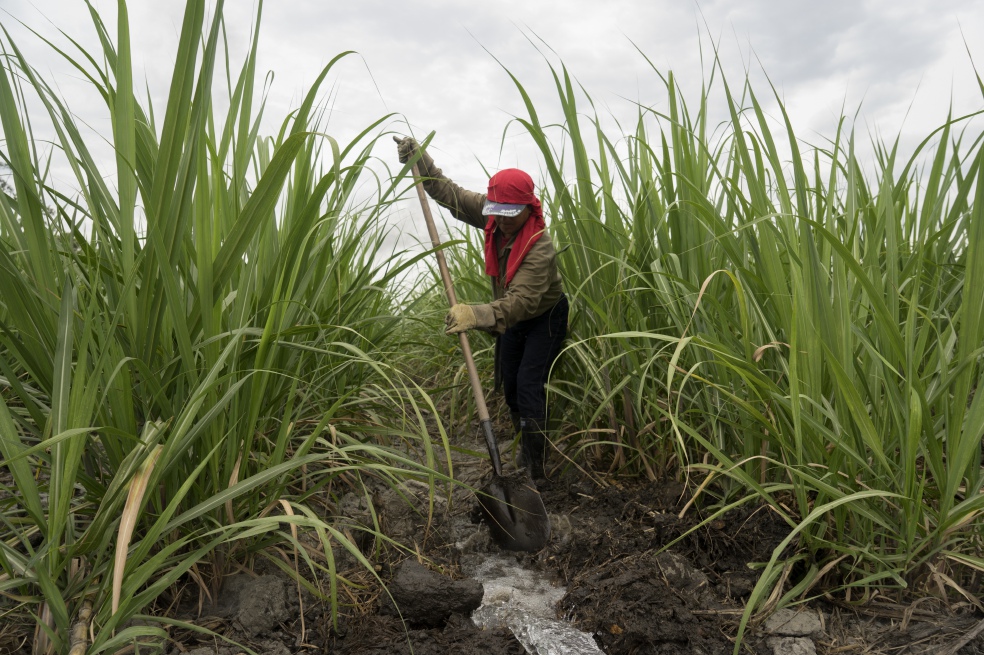 Acnur asegura que en Colombia hay casi siete millones de desplazados, la mayoría rurales.