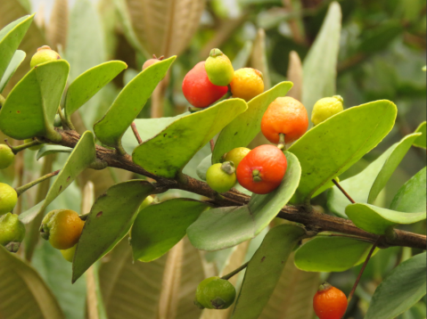 ¿Qué árbol es el que deja “bolitas” amarillas en las calles de Bogotá?