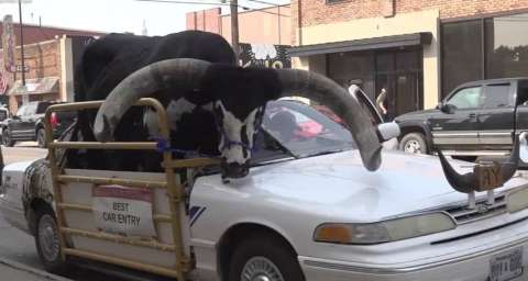 Un hombre fue detenido en Nebraska por llevar un toro Watusi de copiloto