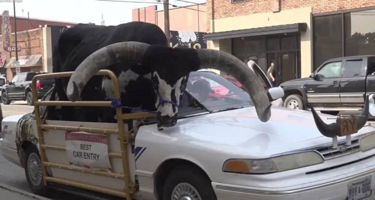 Un hombre fue detenido en Nebraska por llevar un toro Watusi de copiloto