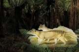 El tigre de Tasmania, el marsupial que evolucionó hasta parecerse a un lobo
