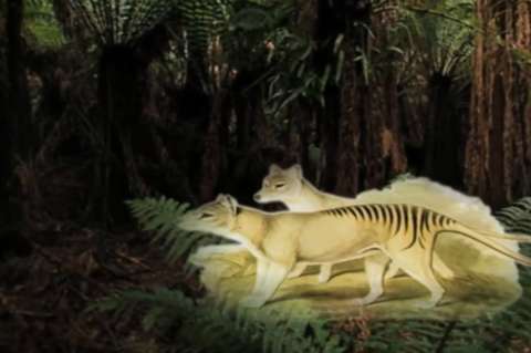 El tigre de Tasmania, el marsupial que evolucionó hasta parecerse a un lobo