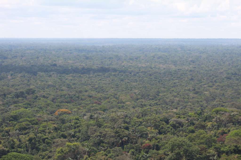 Bosque húmedo tropical del departamento de Guaviare, en la Amazonia colombiana. Este es hogar del jaguar, sobre el cual se dice que es el guardián de la selva.