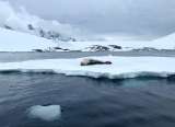 La pérdida de hielo en el Océano Antártico alcanzó un nuevo récord en enero