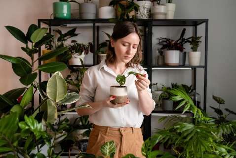Las 5 plantas decorativas para tu hogar: bloquean las malas energías