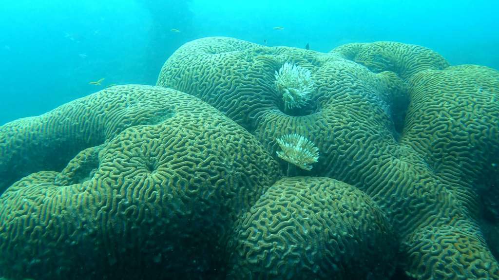 Coral cerebro saludable en el caribe colombiano.