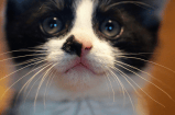 ¿Por qué es bueno tener un gato blanco con negro en casa?