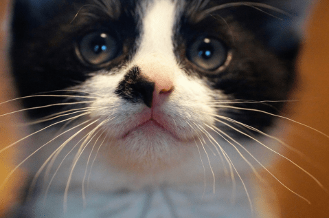 Esta es la razón por la que una gata no deja de maullarle a su dueña (video)