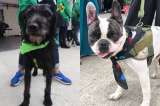 (Video) Un “hotel” para los animales maltratados y abandonados en Bogotá