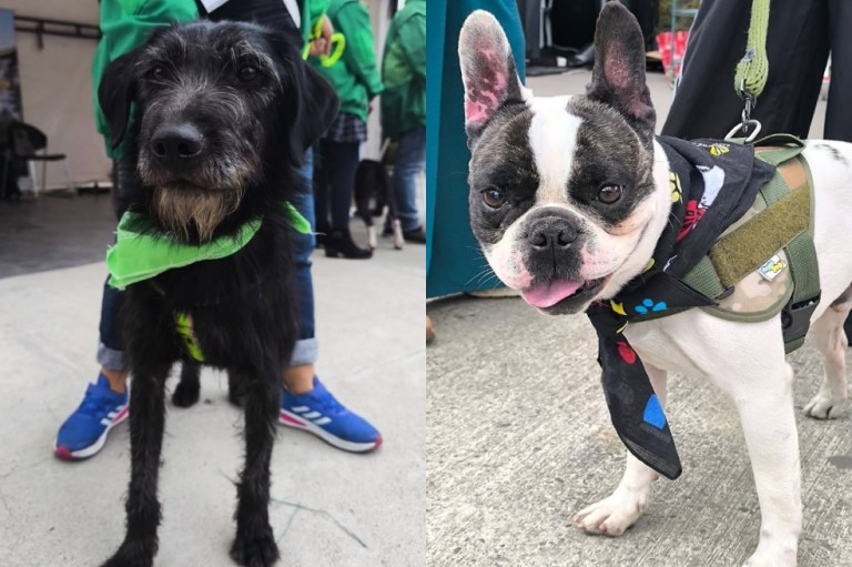 (Video) Un “hotel” para los animales maltratados y abandonados en Bogotá