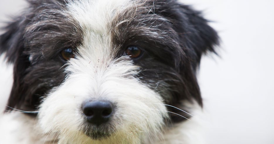 Tuko, el lugar perfecto para encontrar un compañero de vida
