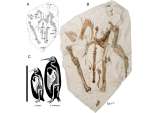 Niños descubren el fósil de una nueva especie de pingüino gigante