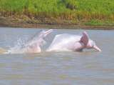 Descubren un nuevo tipo de bacteria en los delfines rosas de la Amazonia brasileña
